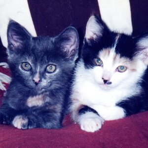 Fundraising Page: Marcia  Mettert